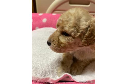 成約済の福島県のトイプードル-162634の5枚目