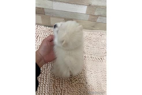 成約済の愛媛県のポメラニアン-161134の4枚目