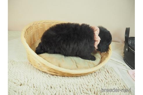 成約済の埼玉県のタイニープードル-162640の5枚目