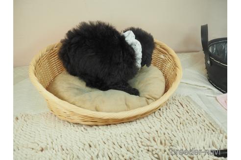 成約済の埼玉県のタイニープードル-162642の3枚目