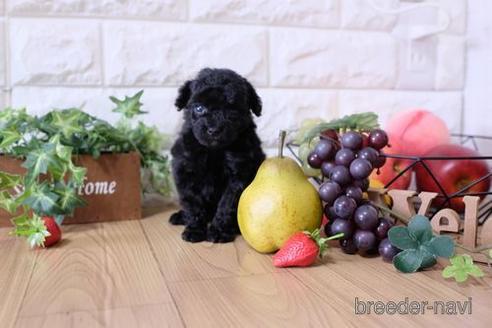 成約済の滋賀県のトイプードル-162658