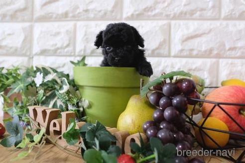 成約済の滋賀県のトイプードル-162658の6枚目