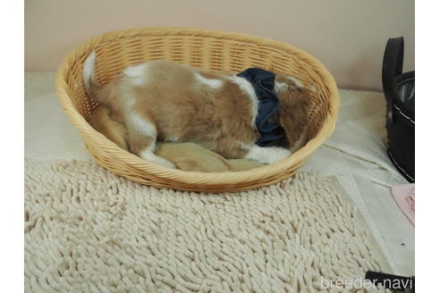 成約済の埼玉県のキャバリアキングチャールズスパニエル-159698の4枚目