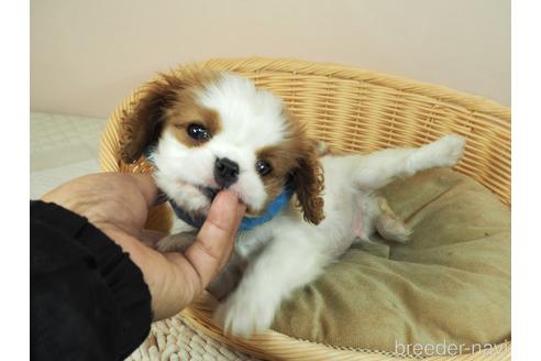 成約済の埼玉県のキャバリアキングチャールズスパニエル-160402の4枚目