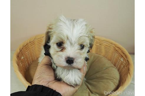 成約済の埼玉県のミックス犬-161200の1枚目