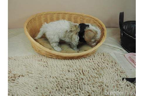 成約済の埼玉県のミックス犬-161200の5枚目