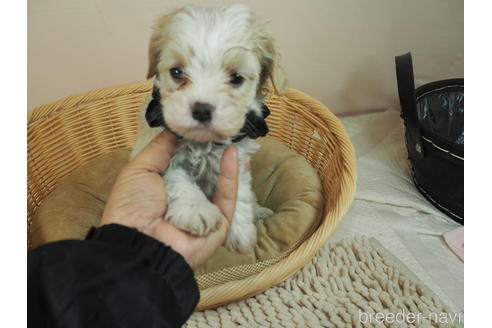 成約済の埼玉県のミックス犬-161200の4枚目