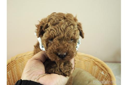 成約済の埼玉県のタイニープードル-161197の1枚目