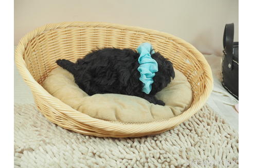 成約済の埼玉県のミックス犬-162081の5枚目