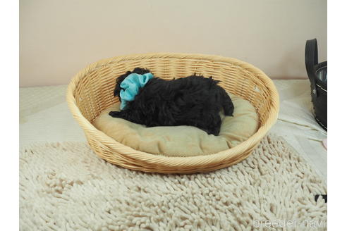 成約済の埼玉県のミックス犬-162081の4枚目