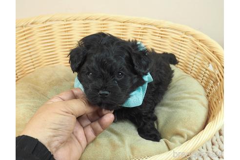 成約済の埼玉県のミックス犬-162081の2枚目