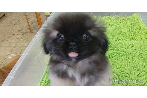 成約済の愛知県のペキニーズ-156042の13枚目