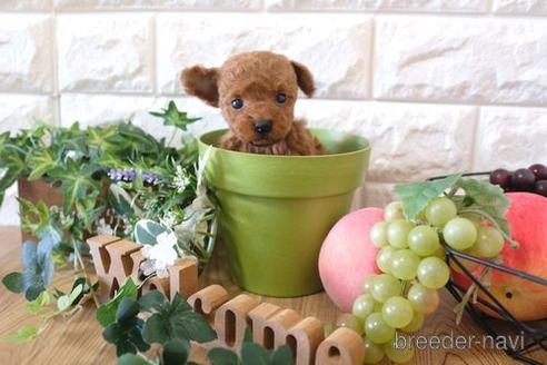 成約済の滋賀県のトイプードル-161207の4枚目