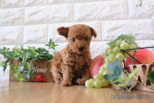 成約済の滋賀県のトイプードル-161207の3枚目