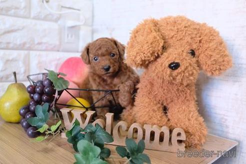 成約済の滋賀県のトイプードル-161215の4枚目