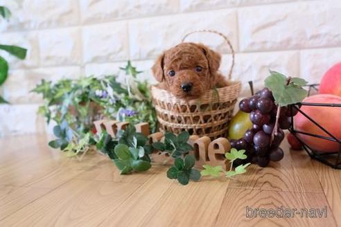 成約済の滋賀県のトイプードル-161215の3枚目