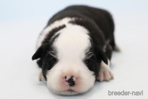 成約済の神奈川県のボーダーコリー-162690の7枚目