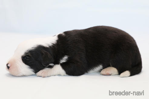 成約済の神奈川県のボーダーコリー-162690の8枚目