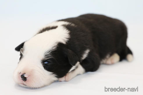 成約済の神奈川県のボーダーコリー-162690の9枚目