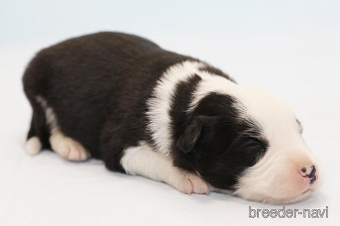 成約済の神奈川県のボーダーコリー-162690の10枚目