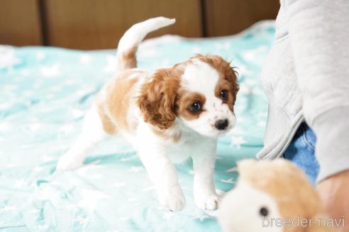 成約済の福岡県のミックス犬-157078の1枚目