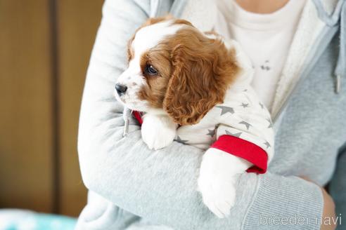 成約済の福岡県のミックス犬-157078の5枚目