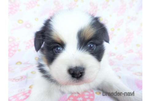 成約済の千葉県のパピヨン-162711の12枚目