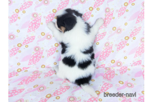 成約済の千葉県のパピヨン-162711の11枚目