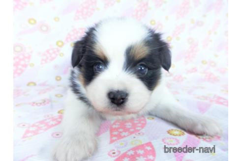 成約済の千葉県のパピヨン-162711の10枚目