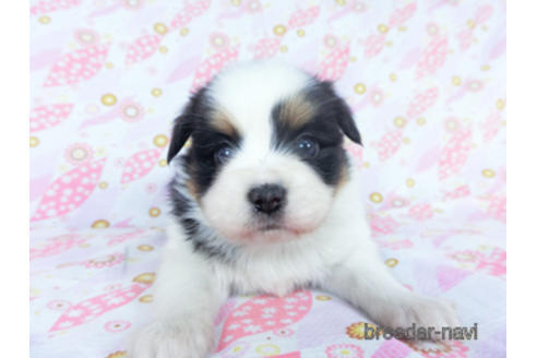 成約済の千葉県のパピヨン-162711の9枚目