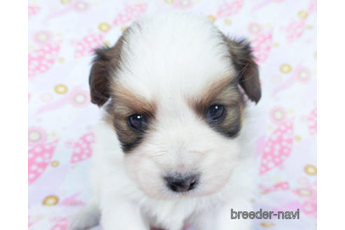 成約済の千葉県のパピヨン-162715の12枚目