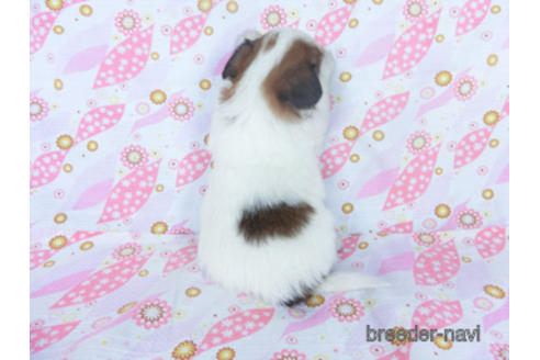 成約済の千葉県のパピヨン-162715の11枚目