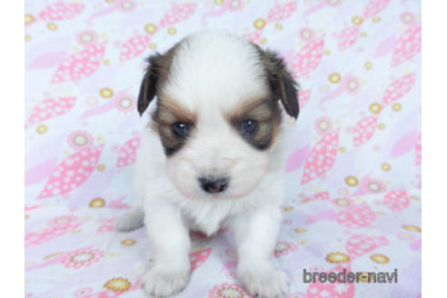 成約済の千葉県のパピヨン-162715の10枚目