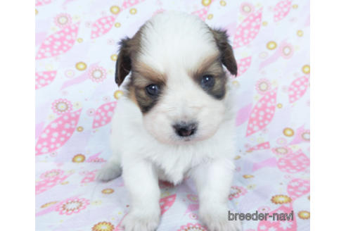 成約済の千葉県のパピヨン-162715の9枚目