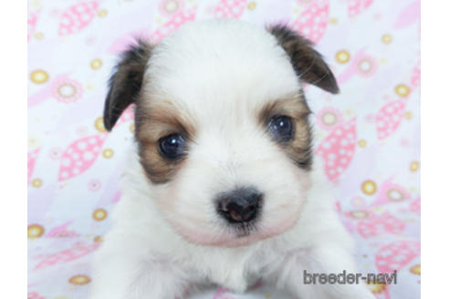 成約済の千葉県のパピヨン-162721の24枚目