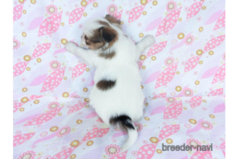 成約済の千葉県のパピヨン-162721の23枚目