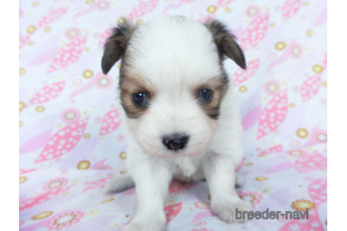 成約済の千葉県のパピヨン-162721の21枚目