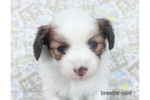 成約済の千葉県のパピヨン-162726