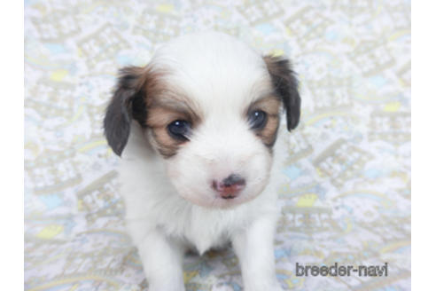 成約済の千葉県のパピヨン-162726の3枚目