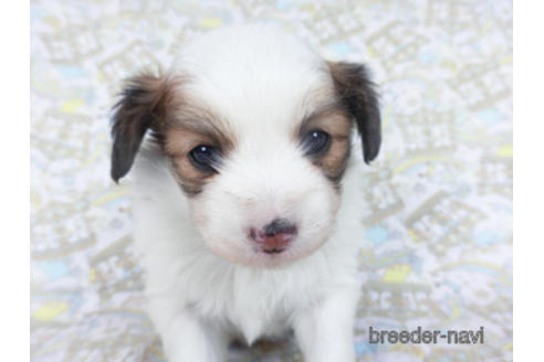 成約済の千葉県のパピヨン-162726の2枚目