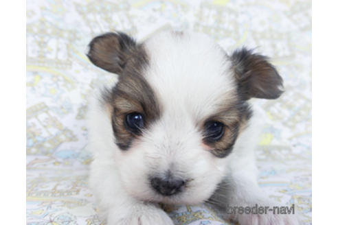 成約済の千葉県のパピヨン-162727の12枚目