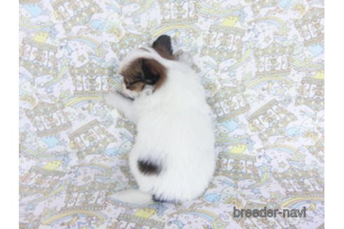 成約済の千葉県のパピヨン-162727の11枚目