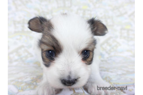 成約済の千葉県のパピヨン-162727の10枚目