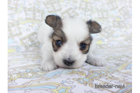 成約済の千葉県のパピヨン-162727の9枚目