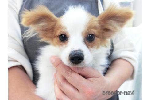 成約済の千葉県のパピヨン-162728