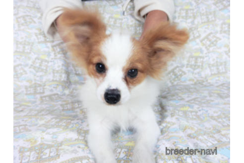 成約済の千葉県のパピヨン-162728の3枚目