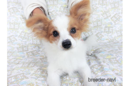 成約済の千葉県のパピヨン-162728の2枚目