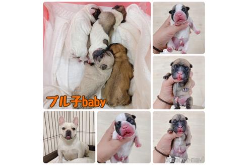 成約済の福岡県のフレンチブルドッグ-159462の4枚目