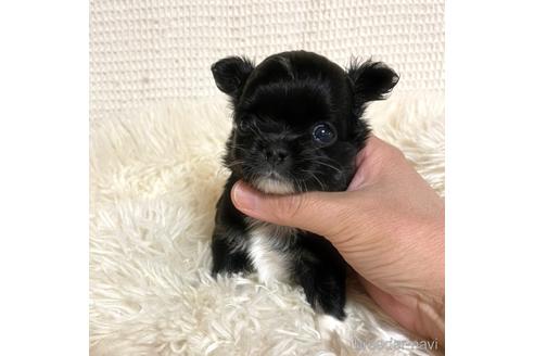 成約済の徳島県のチワワ(ロングコート)-161417の19枚目