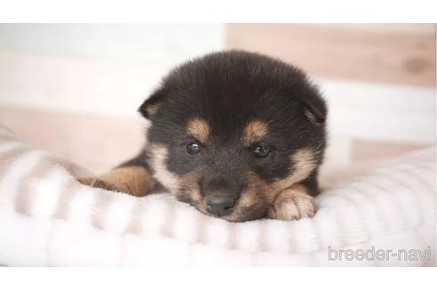 成約済の福岡県の柴犬-162811の1枚目